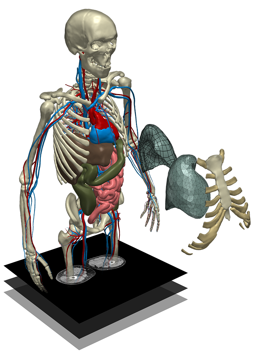 best 3d anatomy program software